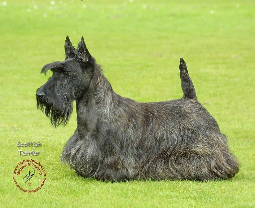 Scottish Terrier 9A036D-07.JPG